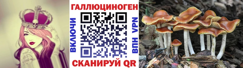 Купить закладки  Сибай  Галлюциногенные грибы Cubensis 